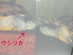 EVāCc