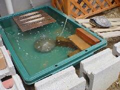 ブクブクしてます