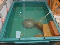 足場土台のレンガの一つが斜めなのは,ゴミがたまりにくくするため