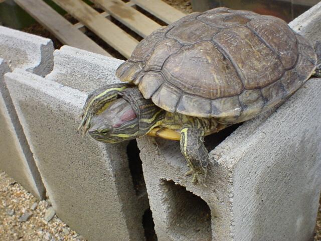 05年 6月11日,13:53 撮影