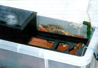 ウシワカです(甲羅だけ見えているのがベン)
