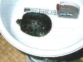 せ,狭い…