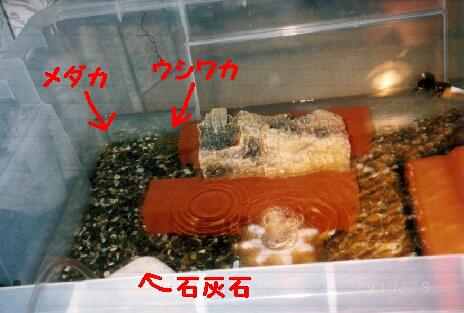 メダカもらいました