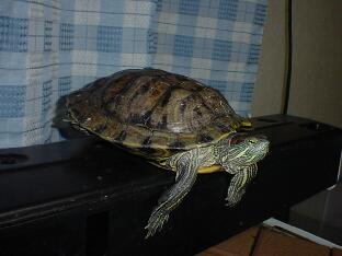xPC̑zo