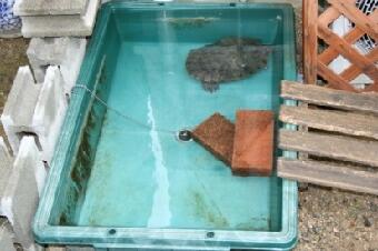 水替え完了!