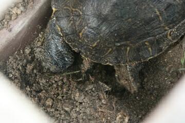 ひたすら掘ってます…